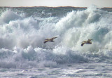 Wave skimming pelicans.jpg