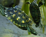 Dancing Turtles! 6497.jpg