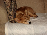 My girl is pooped!
