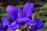 Purple Rain