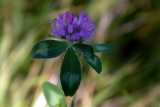 Clover Bloom