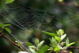 Morning Web