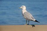 Ringbilled Gull