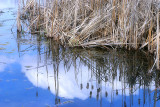 Among the Reeds