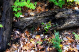 Fall Gathering