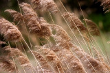 Blowing in the Wind