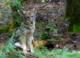 Coyote 