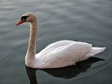 Swan