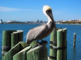 Resident of the Pier