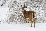 Last winter
