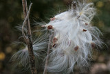 Seed Pod