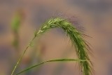 Covered with morning dew