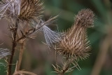 Prickly 