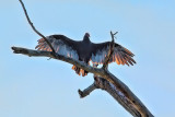 Drying His Wings