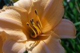 Natural Beauty
