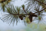 The Lonesome Pine