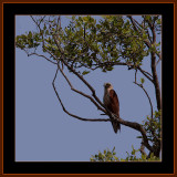 139=Brahminy-Kite.jpg