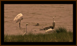 162=-Assorted-white-Herons-in-sepia-V1.jpg