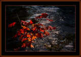 84=Autumn-2011=IMG_8363.jpg