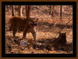 TIGERS IN KARNATAKA, INDIA