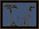 194=Assorted birds.jpg