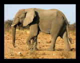 02 Elephant 1.jpg