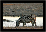 35 Zebra by the Waterhole 1.jpg