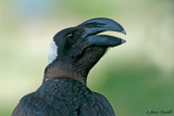 Corvus crassirostri <br/> Thick-billed Raven <br/> Erzrabe