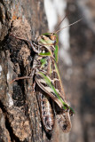 Oedaleus decorus  &#60;br/&#62; Kreuzschrecke