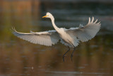 Ardea alba <br/>  Great White Egret <br/> Silberreiher 