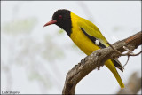Eastern Black-headed Oriole