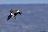 Southern Black Korhaan (Afrotis afra)