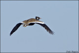 Southern Black Korhaan (Afrotis afra)