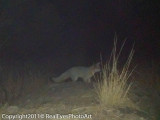 Big Bend Red Fox