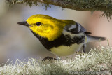 Black-throated Green Warbler