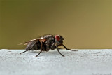 Sarcophaga sp.Fly, stack of 17 pictures