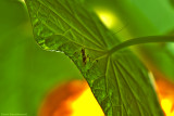 katydid nymph (Male)