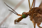 Crane fly (Tipula)