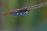 Coccinella septempunctata - Larva