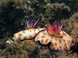 Goniobranchus annulatus - Mediterranean Sea