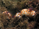 Goniobranchus annulatus - Mediterranean Sea