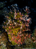 FrogFish