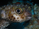 Yellowspotted burrfish