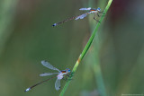  Small Spreadwing, Lestes virens