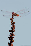 Red-veined Dropwing Dragonfly (Trithemis arteriosa)