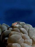 Toothy (Host) Goby