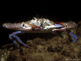 Swimming crab, Portunus segnis, Eating