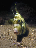 Reticulated Filefish ( Stephanolepsis diaspros) Mediterranean 