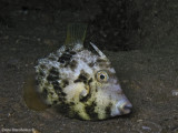 Reticulated Filefish ( Stephanolepsis diaspros) Mediterranean 
