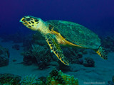 Hawksbill sea turtle, Eretmochelys imbricata